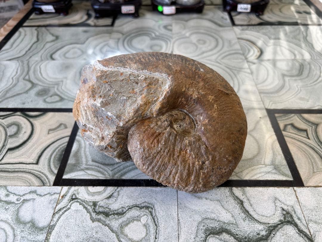 アンモナイト　化石　鉱石　希少　インテリア　　2