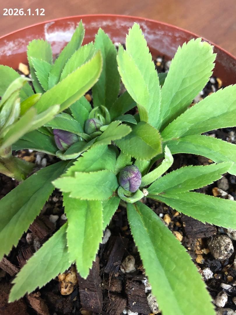 クリスマスローズ　原種　クロアチクス①