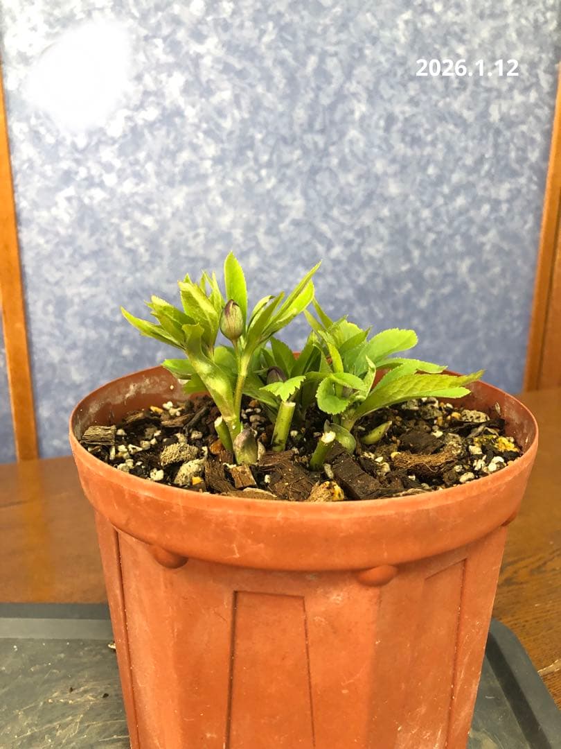 クリスマスローズ　原種　クロアチクス①