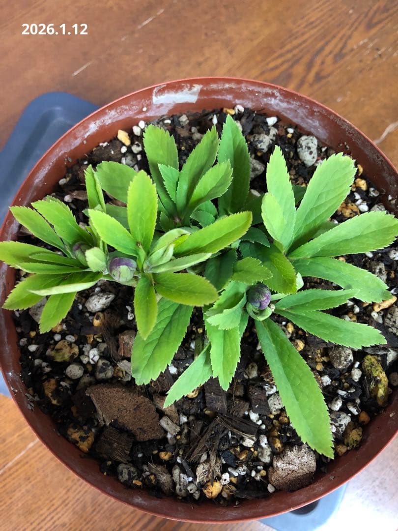 クリスマスローズ　原種　クロアチクス①