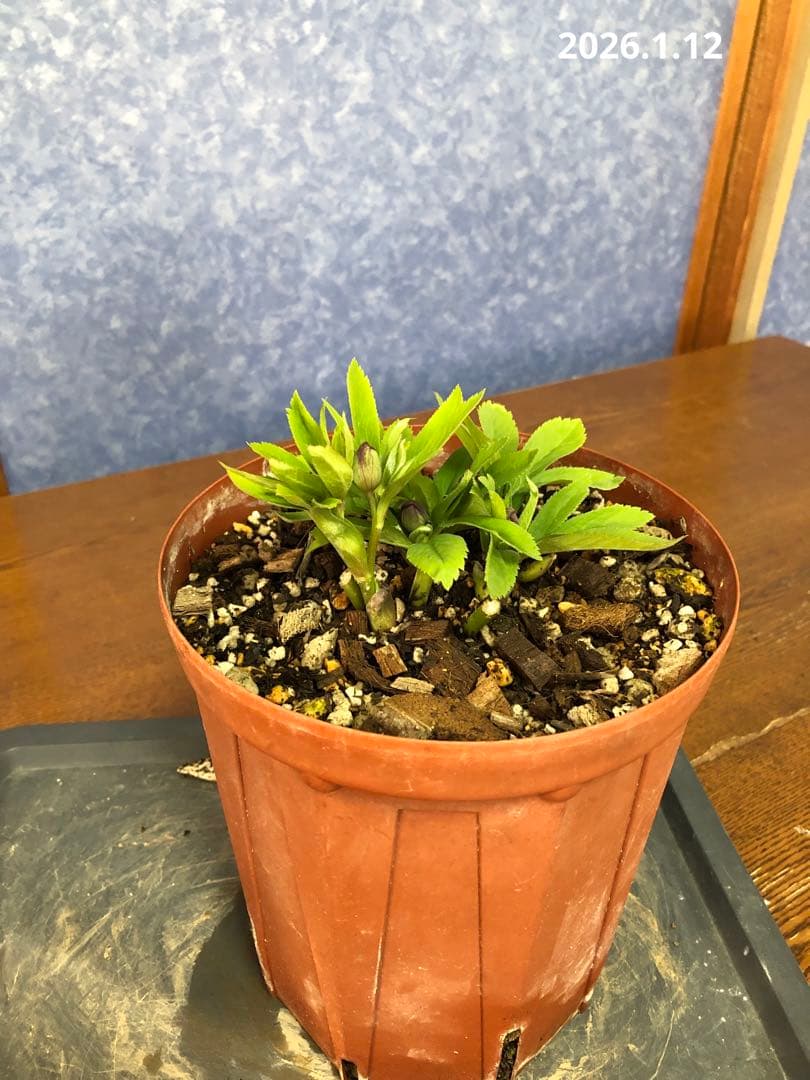 クリスマスローズ　原種　クロアチクス①