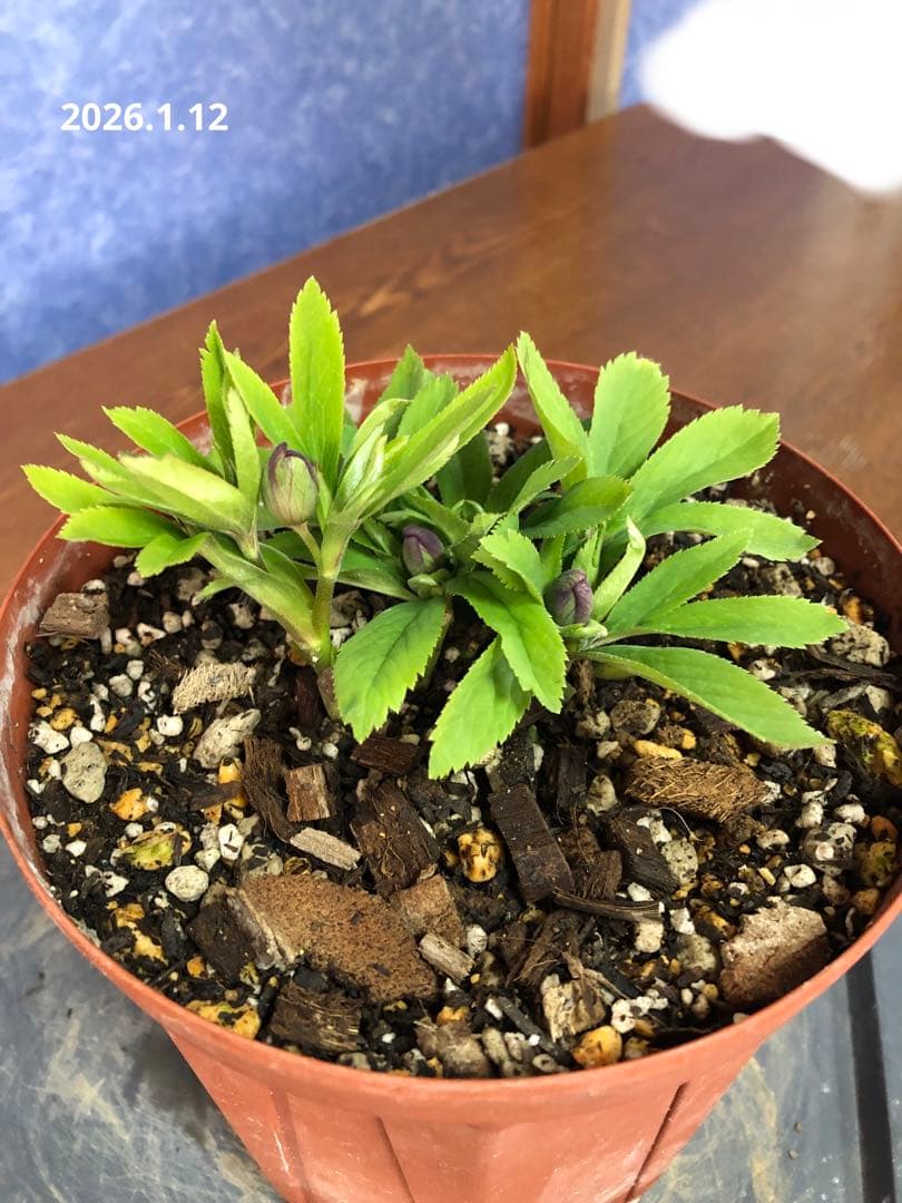 クリスマスローズ　原種　クロアチクス①