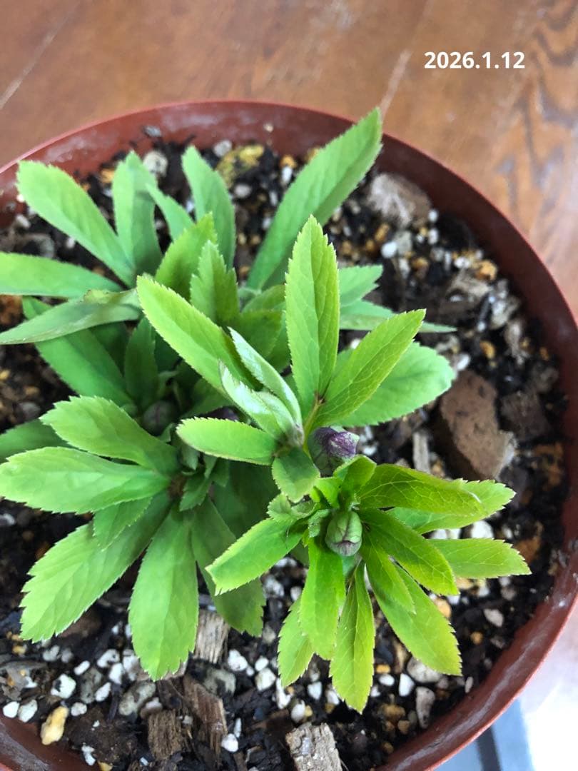 クリスマスローズ　原種　クロアチクス①