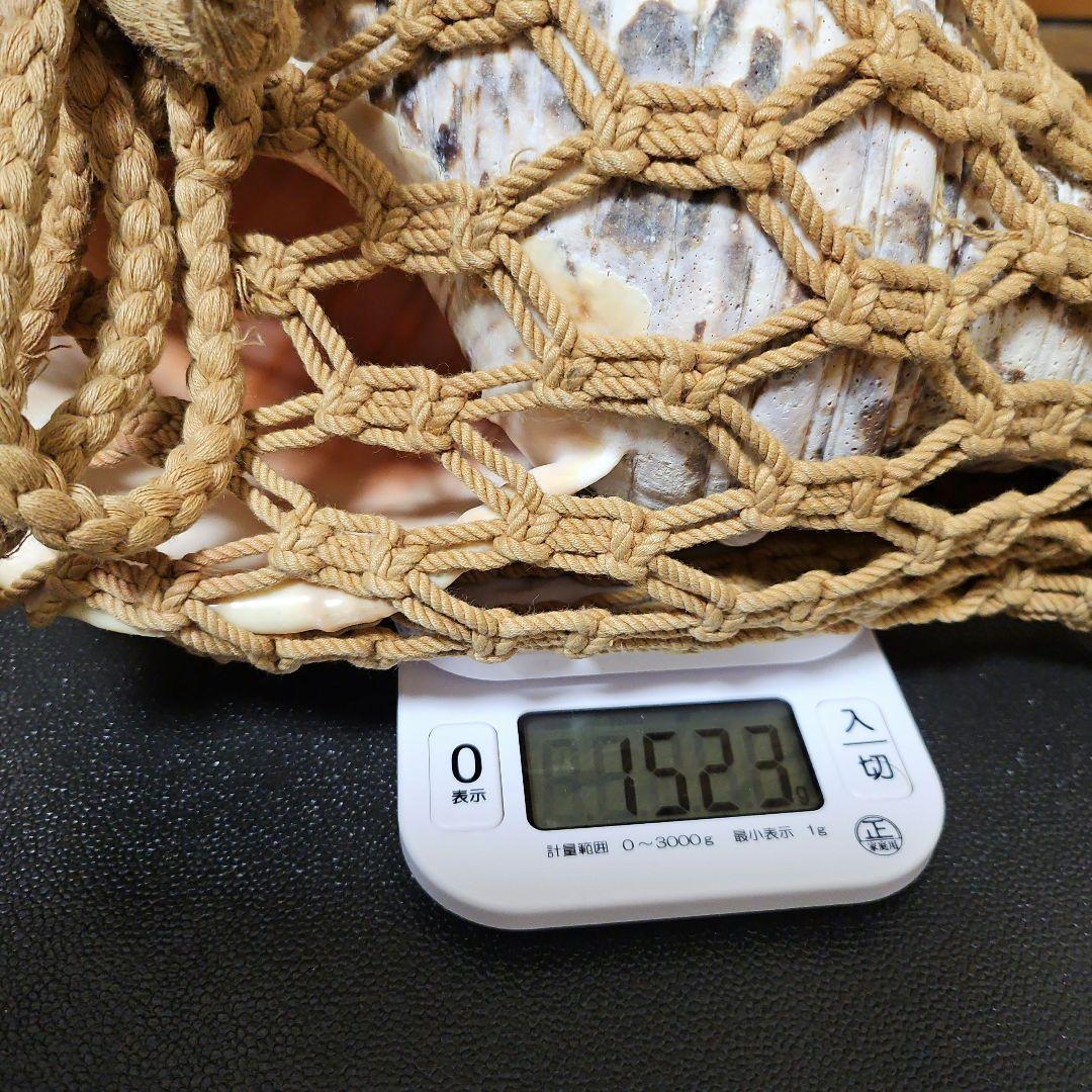 和楽器 ホラ貝 ネット付き　法螺貝