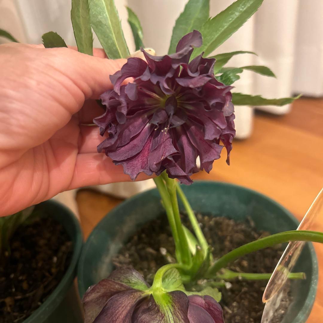 クリスマスローズ　ダブルエレン　八重咲きクリスマスローズ　3鉢