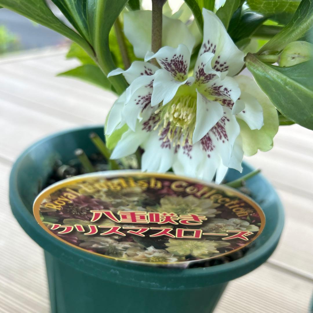 クリスマスローズ　ダブルエレン　八重咲きクリスマスローズ　3鉢