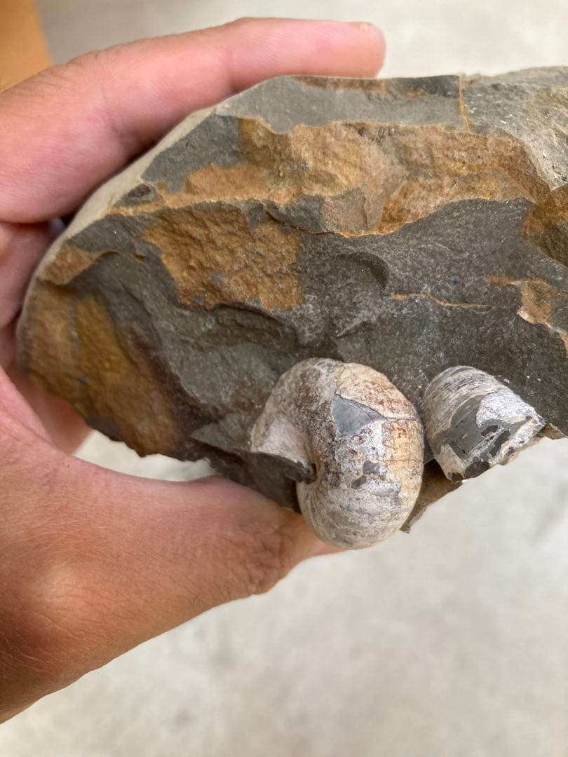 北海道中川 ノジュール クリーニング 化石掘り - メルカリ