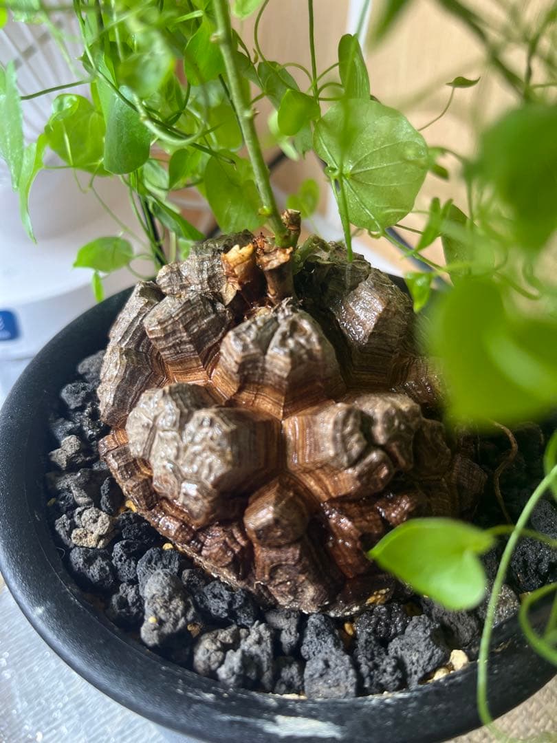 早い者勝ち 10センチ 亀甲竜 アフリカ亀甲竜 ディオスコレアエレファンティペス
