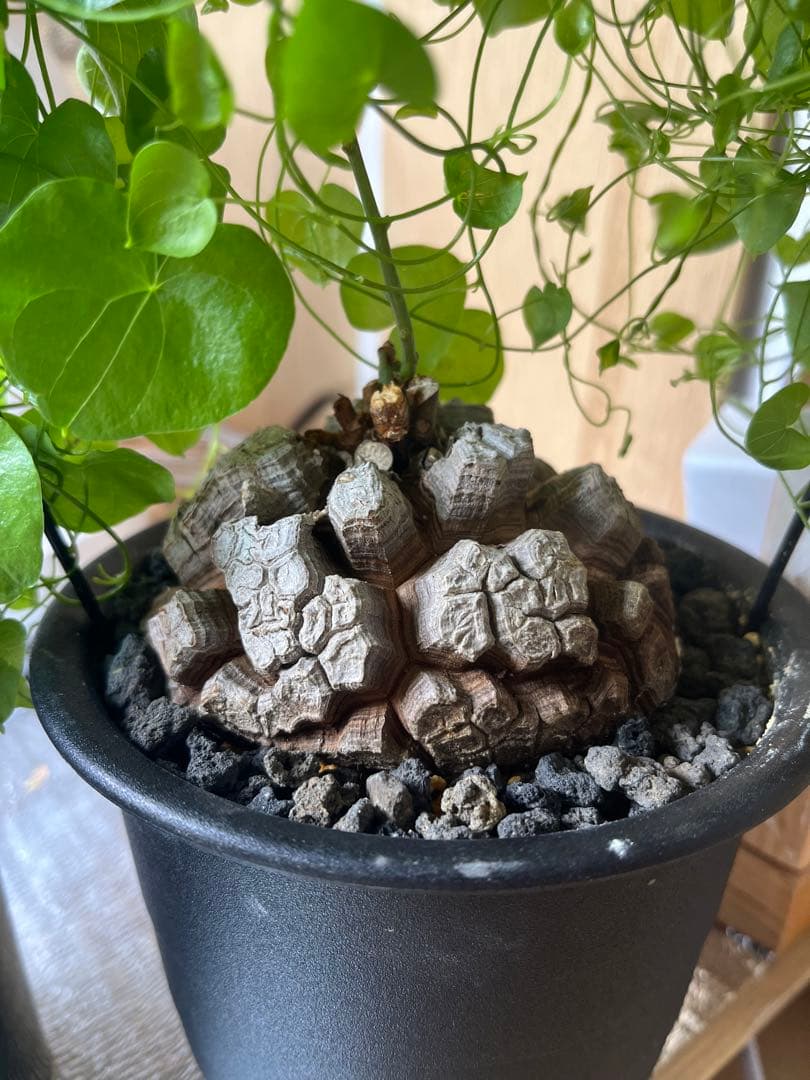 早い者勝ち 10センチ 亀甲竜 アフリカ亀甲竜 ディオスコレアエレファンティペス