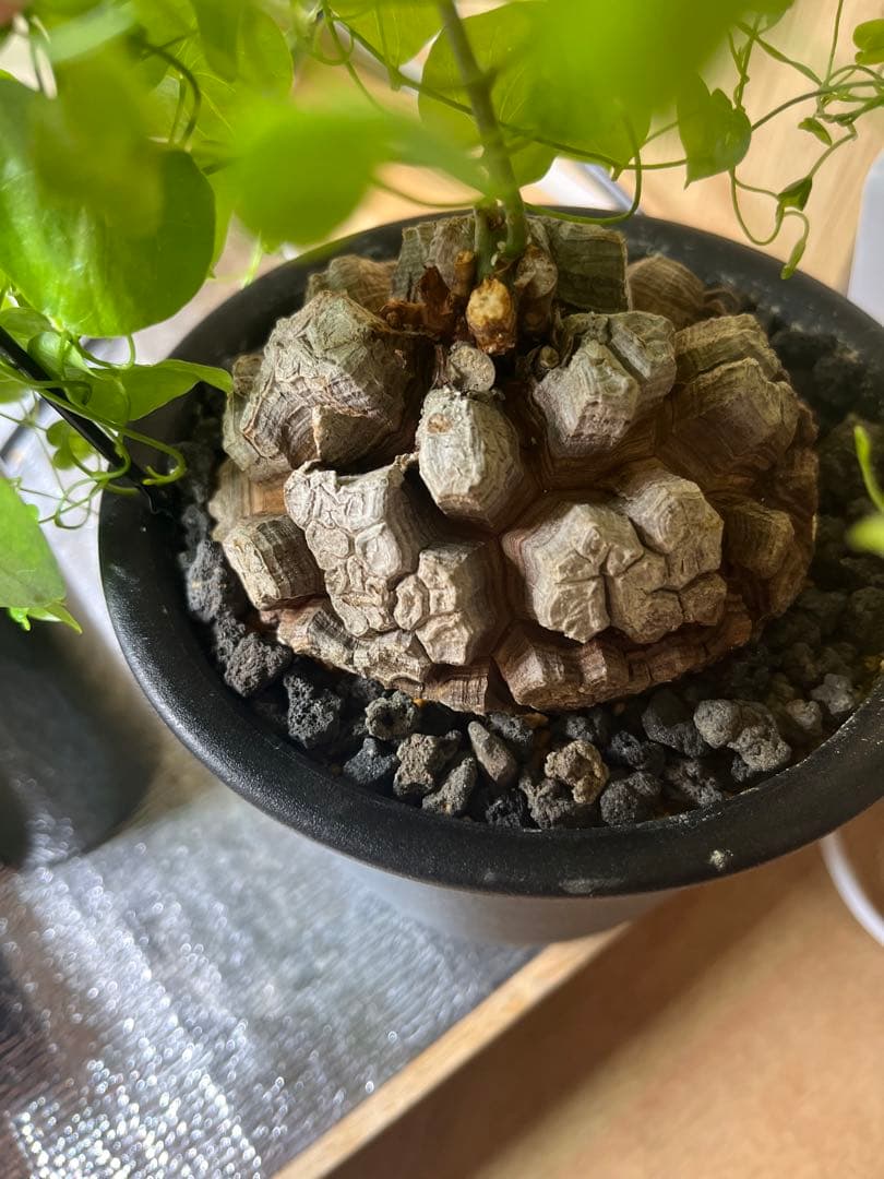 早い者勝ち 10センチ 亀甲竜 アフリカ亀甲竜 ディオスコレアエレファンティペス