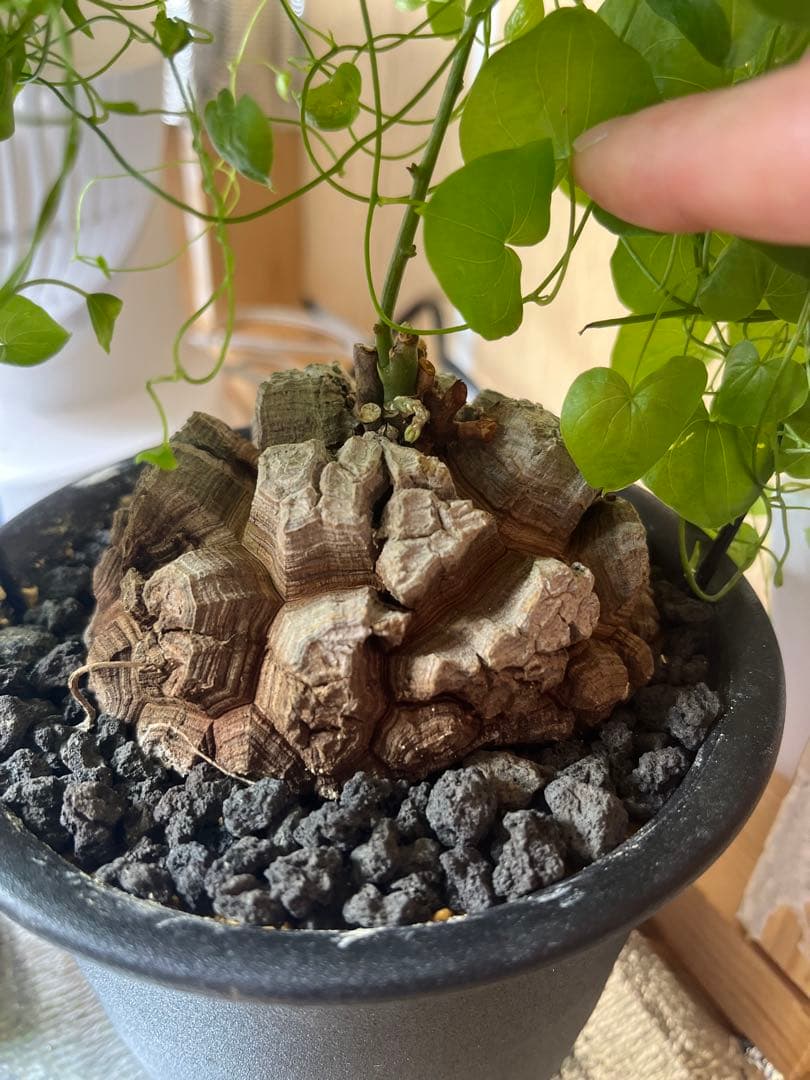 早い者勝ち 10センチ 亀甲竜 アフリカ亀甲竜 ディオスコレアエレファンティペス