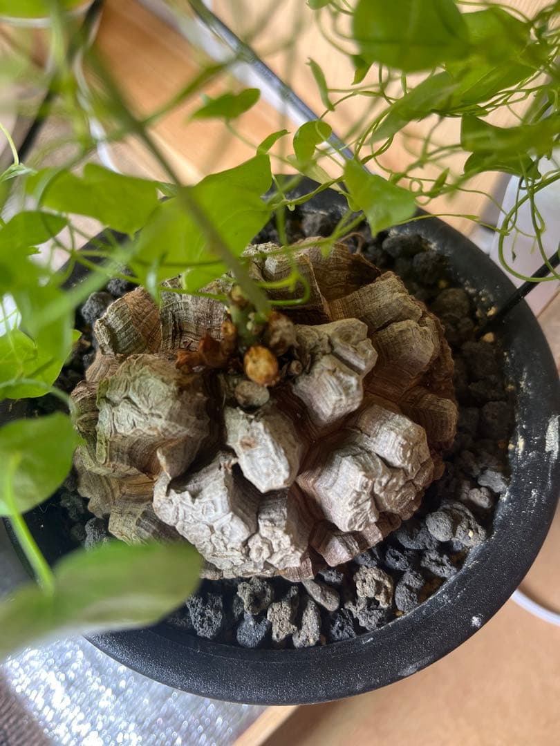 早い者勝ち 10センチ 亀甲竜 アフリカ亀甲竜 ディオスコレアエレファンティペス