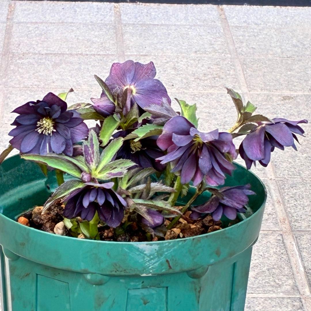 ま*い様 3420☘️花付☘️チビチビ⭐️小輪⭐️超コンパクト⭐️多弁⭐️原種交