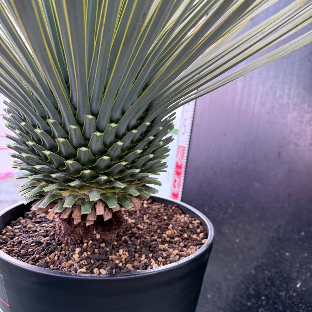 メ*イ様 【AL1105】ユッカ　ロストラータ　超美形