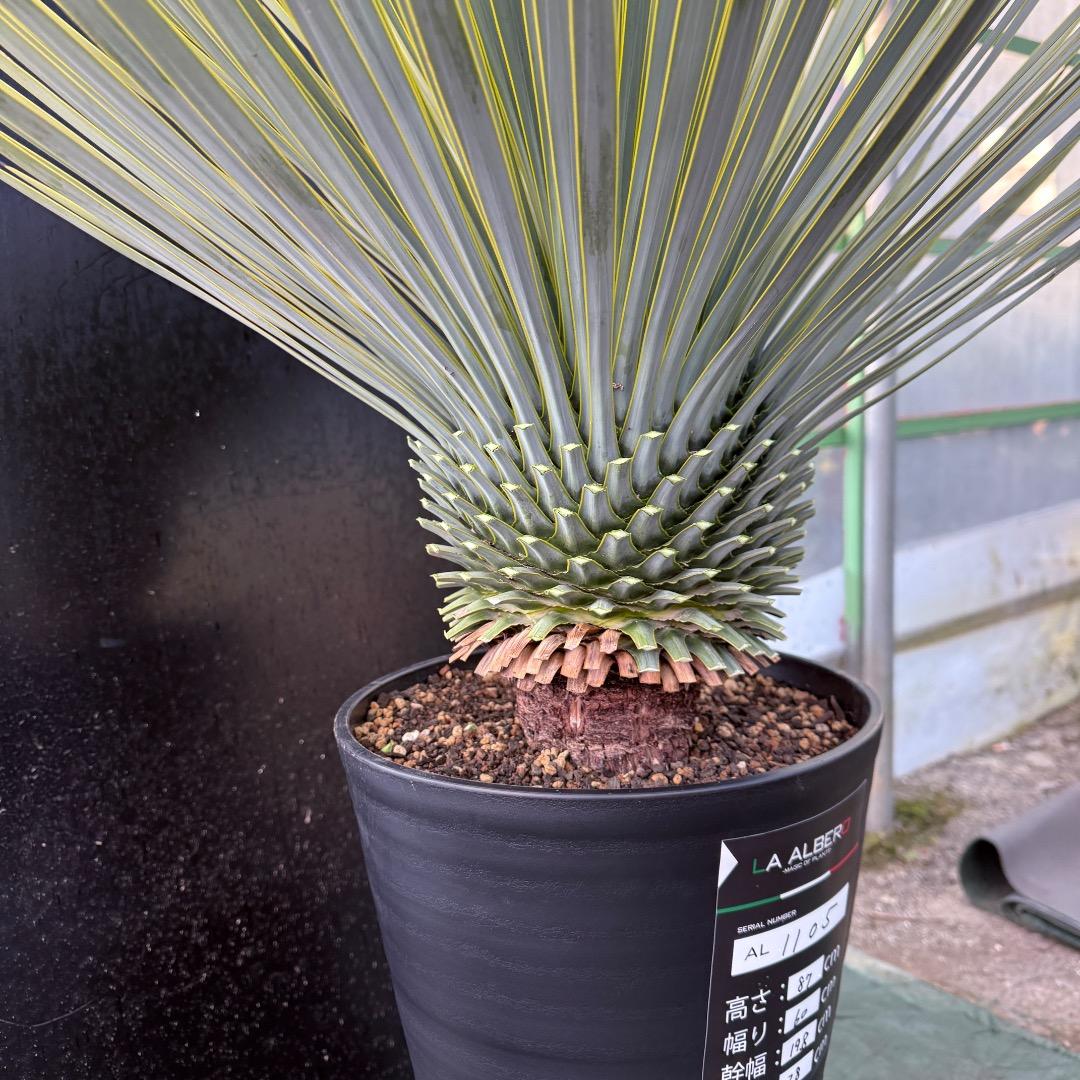 メ*イ様 【AL1105】ユッカ　ロストラータ　超美形