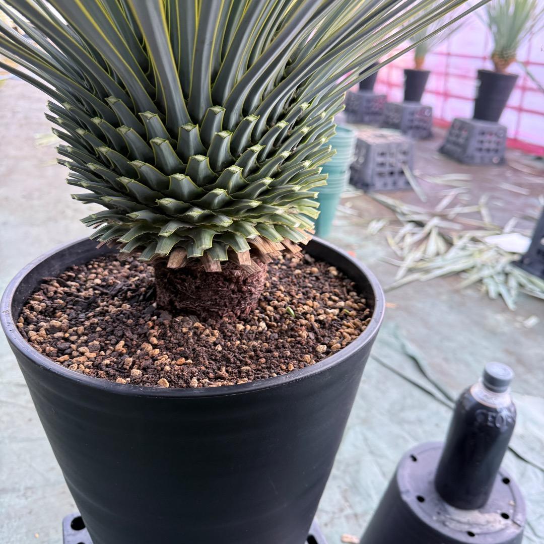 メ*イ様 【AL1105】ユッカ　ロストラータ　超美形