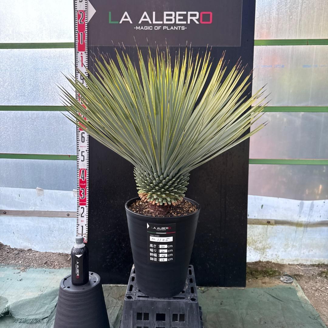 メ*イ様 【AL1105】ユッカ　ロストラータ　超美形