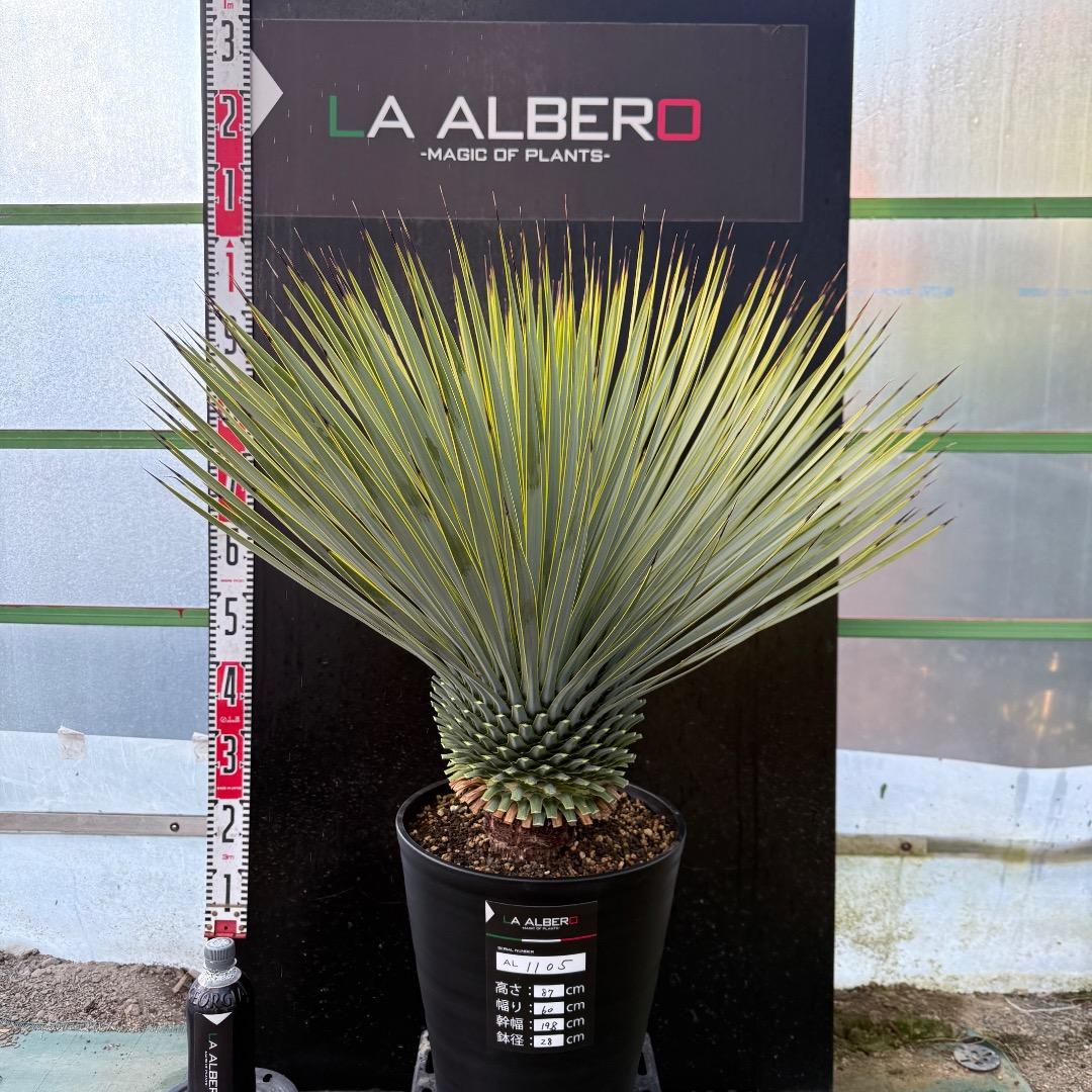 メ*イ様 【AL1105】ユッカ　ロストラータ　超美形