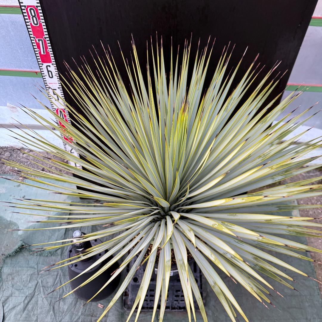 メ*イ様 【AL1105】ユッカ　ロストラータ　超美形