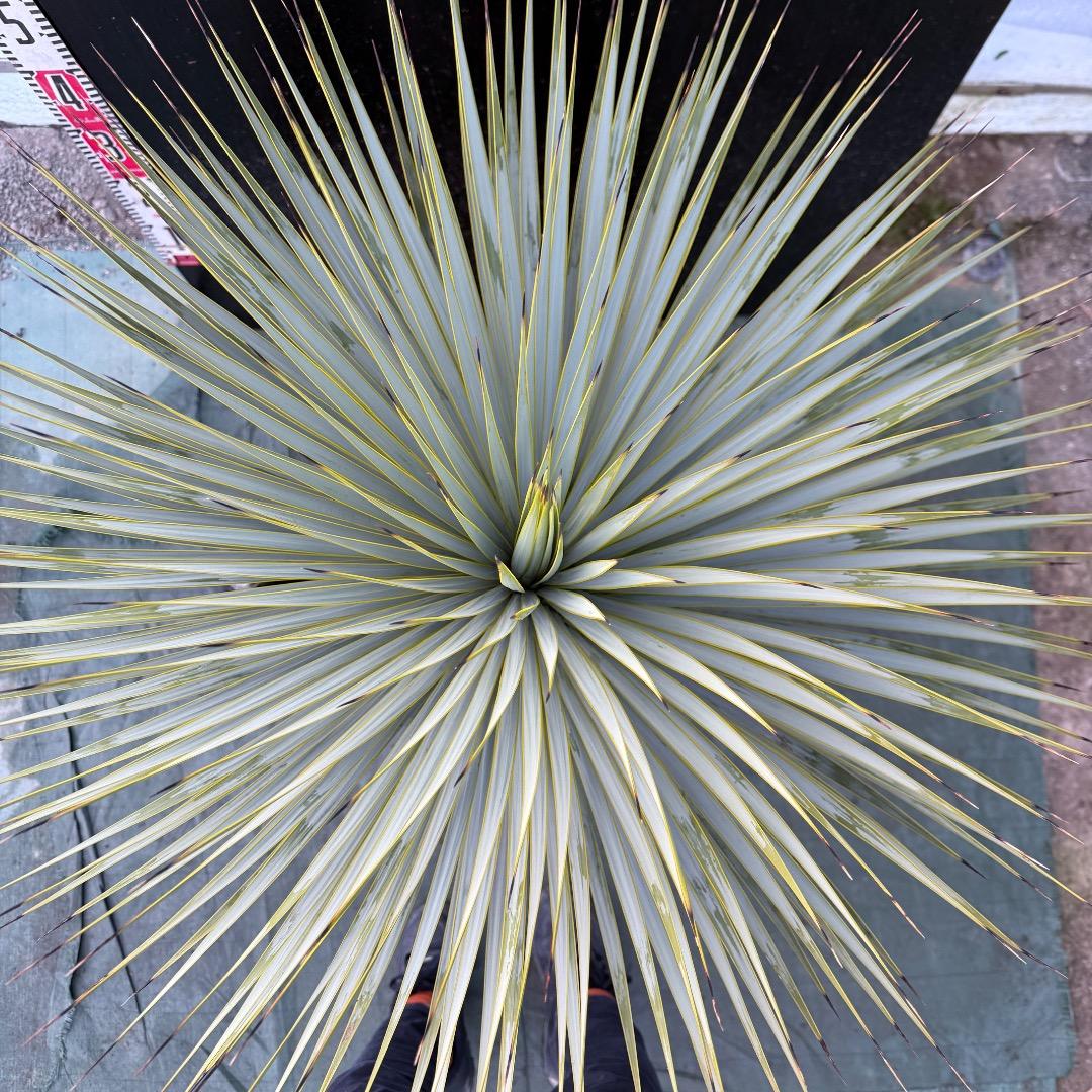 メ*イ様 【AL1105】ユッカ　ロストラータ　超美形