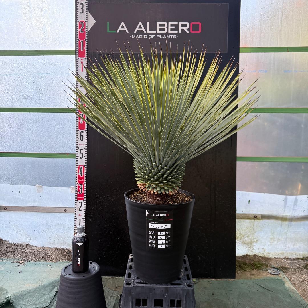 メ*イ様 【AL1105】ユッカ　ロストラータ　超美形