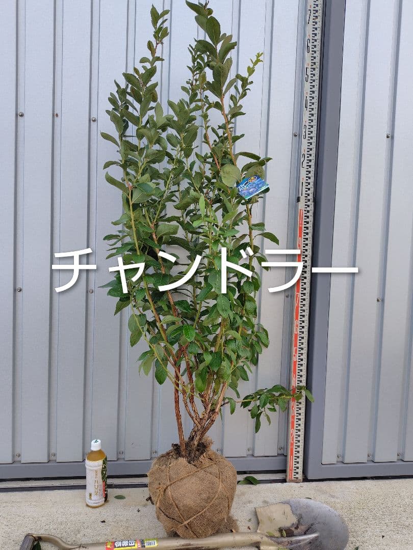 ブルーベリー苗レガシー＆チャンドラー大苗2本セット