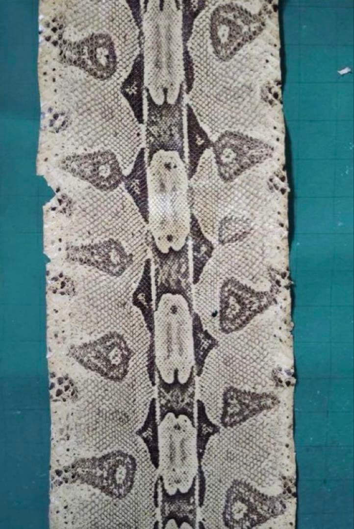 専用　開運　大蛇の革最強呪物3m36㎝　購入者が説明読み購入金額決めて下さい