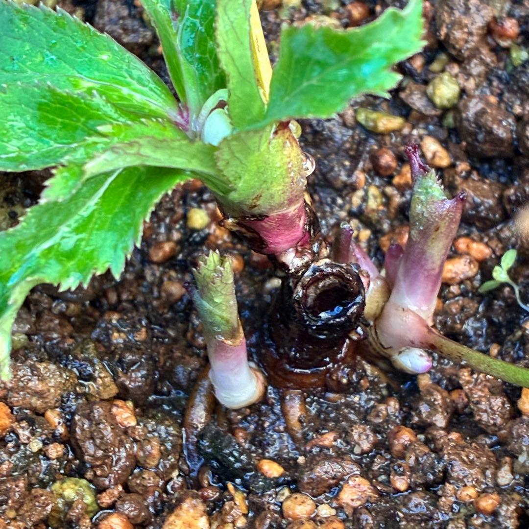 り*る様 ☘️蕾付き☘️❤️根充実❤️⭐️超⭐️沢山新芽元気株❤️947⭐️極上