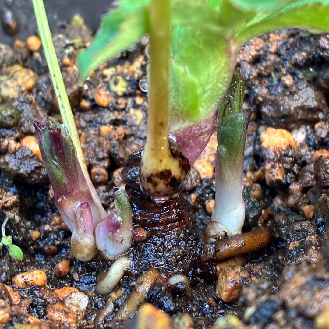 り*る様 ☘️蕾付き☘️❤️根充実❤️⭐️超⭐️沢山新芽元気株❤️947⭐️極上