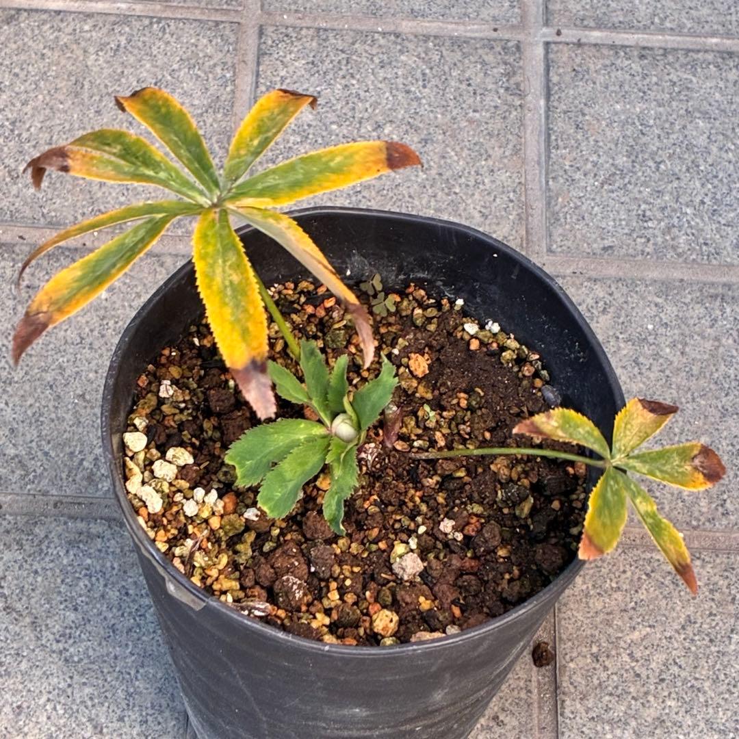 り*る様 ☘️蕾付き☘️❤️根充実❤️⭐️超⭐️沢山新芽元気株❤️947⭐️極上