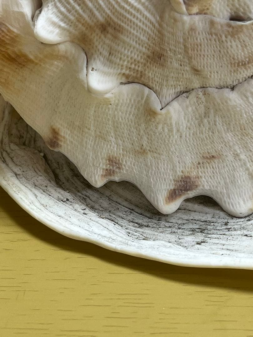 【特大、美品】トウカムリ貝　ホラ貝　貝殻の置き物