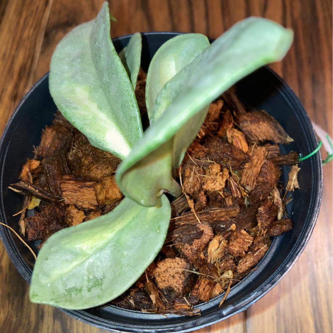 ホヤ アルゲンティア プリンセス - メルカリ