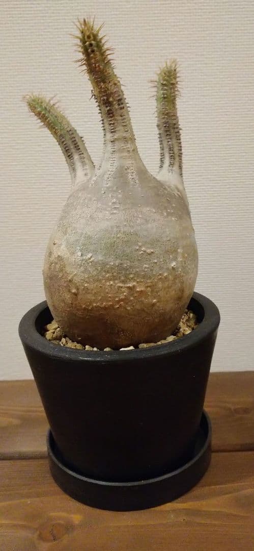 現地球 発根済み グラキリス 丸々美株 カクタスグリーン購入株 3本細角