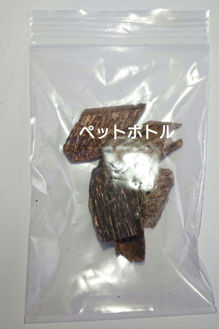 カンボジア産 奇形種