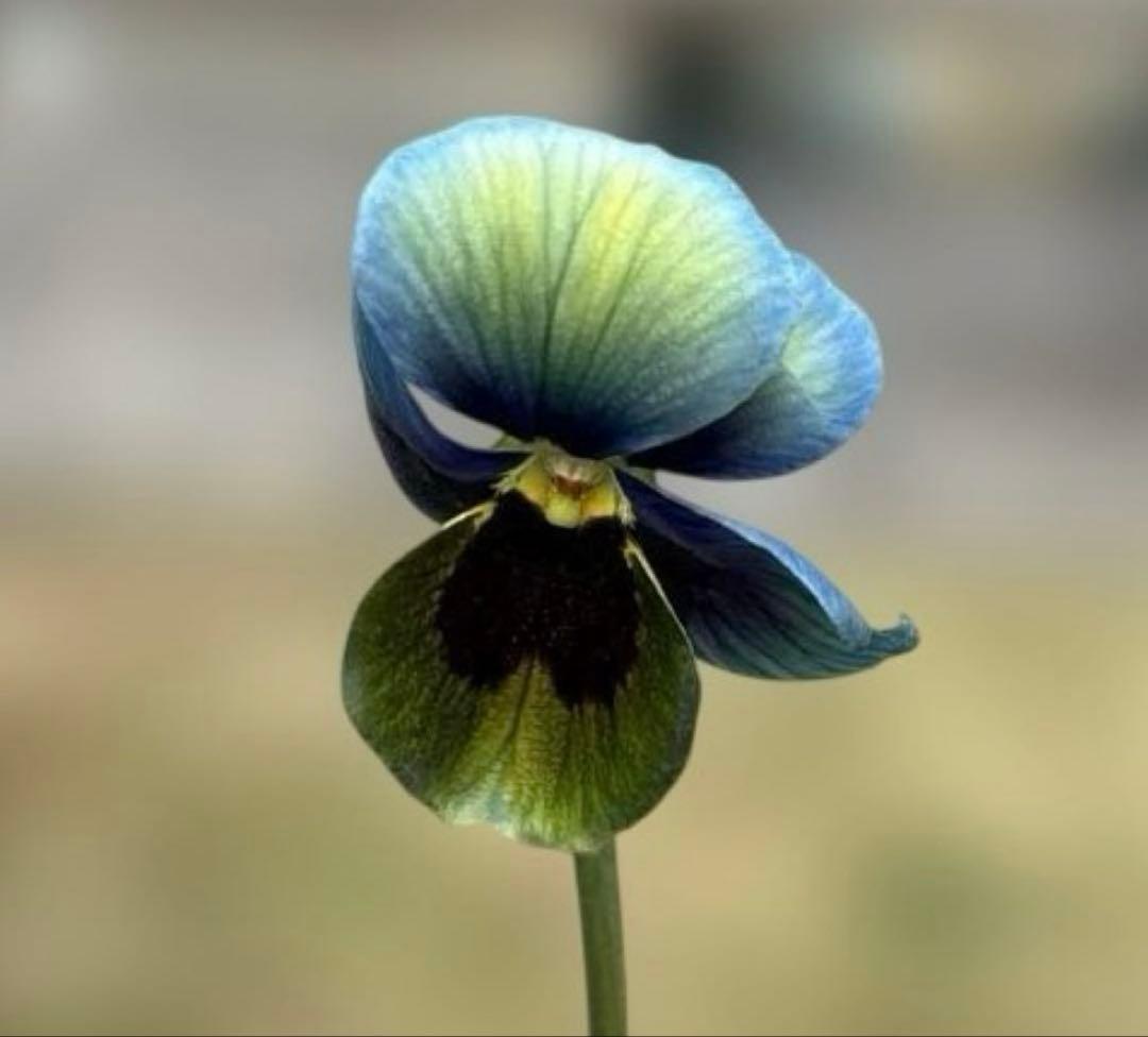 MIYABI様ご依頼品　すみれ図鑑寄せ植え　他6苗　現品　匿名発送　タグ付き