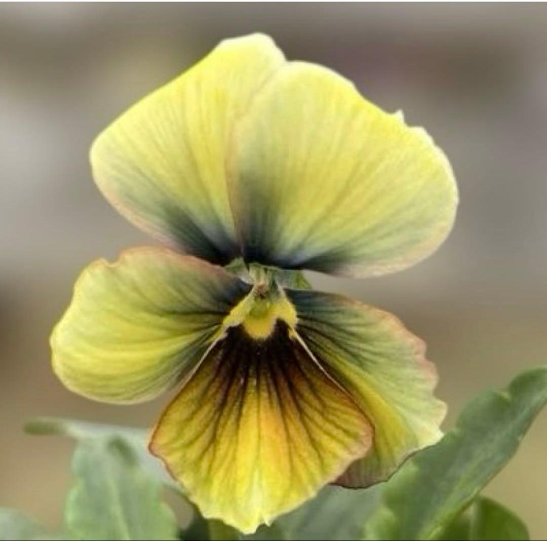 MIYABI様ご依頼品　すみれ図鑑寄せ植え　他6苗　現品　匿名発送　タグ付き