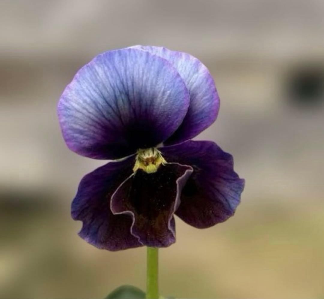 MIYABI様ご依頼品　すみれ図鑑寄せ植え　他6苗　現品　匿名発送　タグ付き