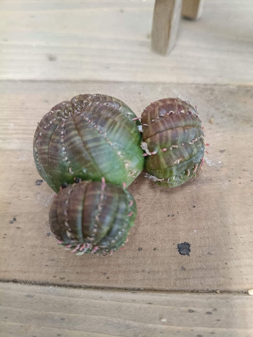 G252 貴重希少激レア 多頭ユーフォルビアオベサ - メルカリ