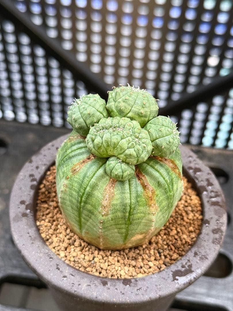 ユーフォルビア オベサ 成長点潰れ モンスト 綴化