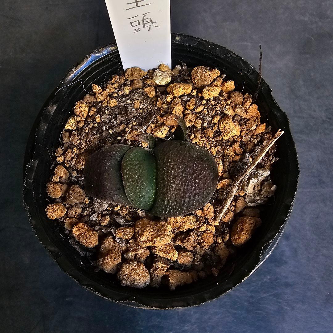 メルカリ便発送&ロウルサンコさんラベル付き☆多肉植物 ガステリア 臥牛 王頭