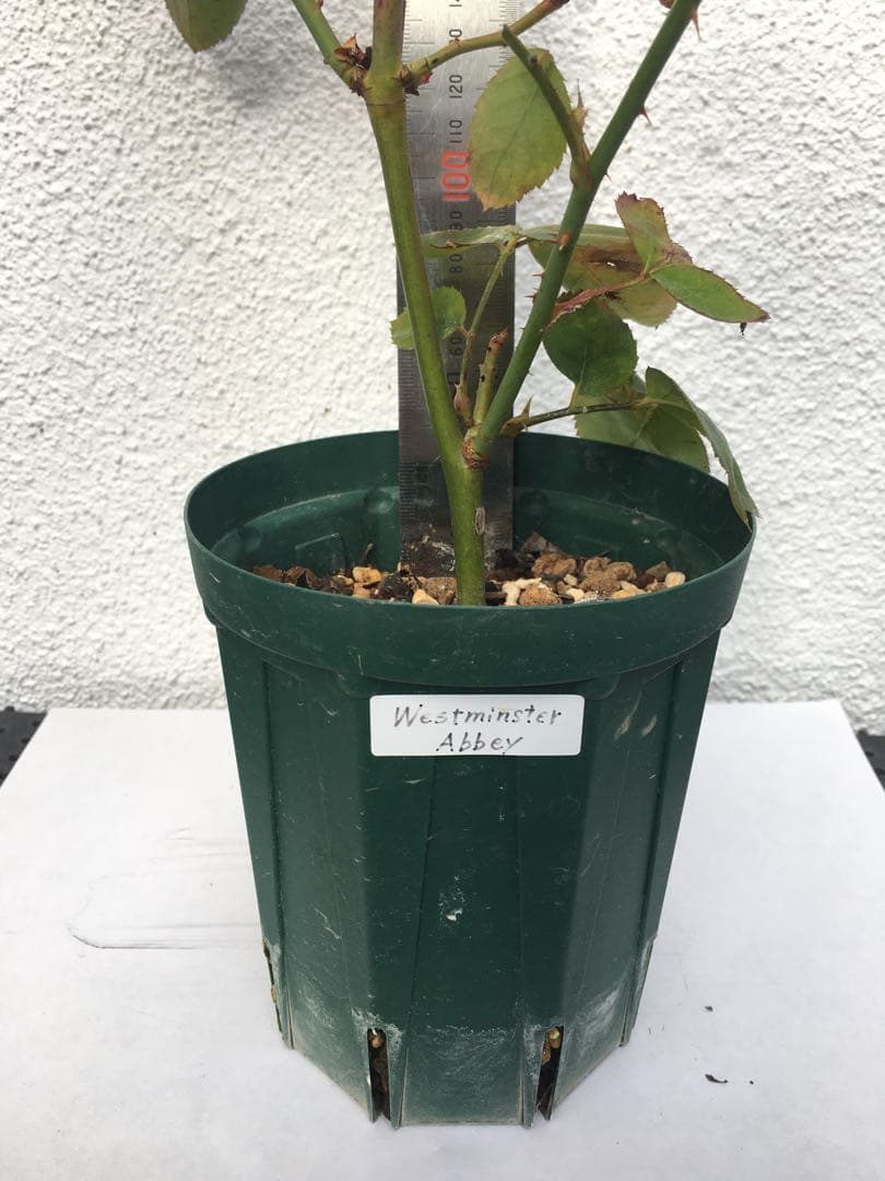 ろんしゃんさま専用　おまとめ３点バラ苗　切り花品種