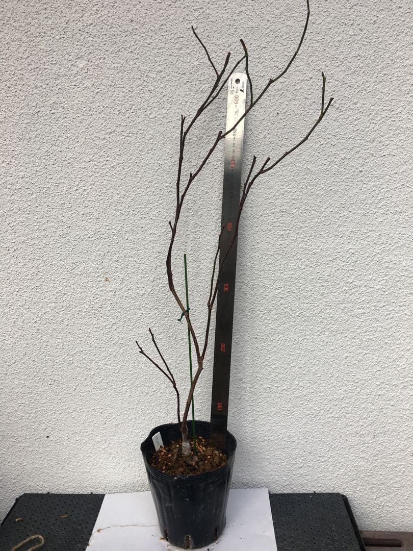 ろんしゃんさま専用　おまとめ３点バラ苗　切り花品種