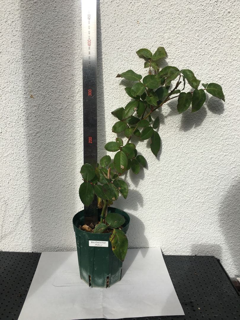 ろんしゃんさま専用　おまとめ３点バラ苗　切り花品種