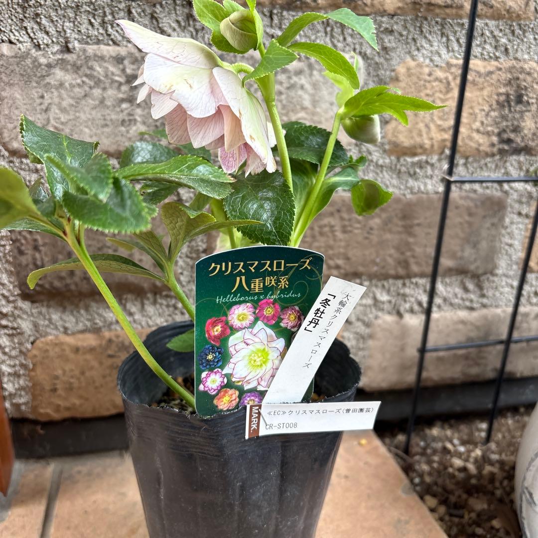 クリスマスローズ・冬牡丹 - メルカリ