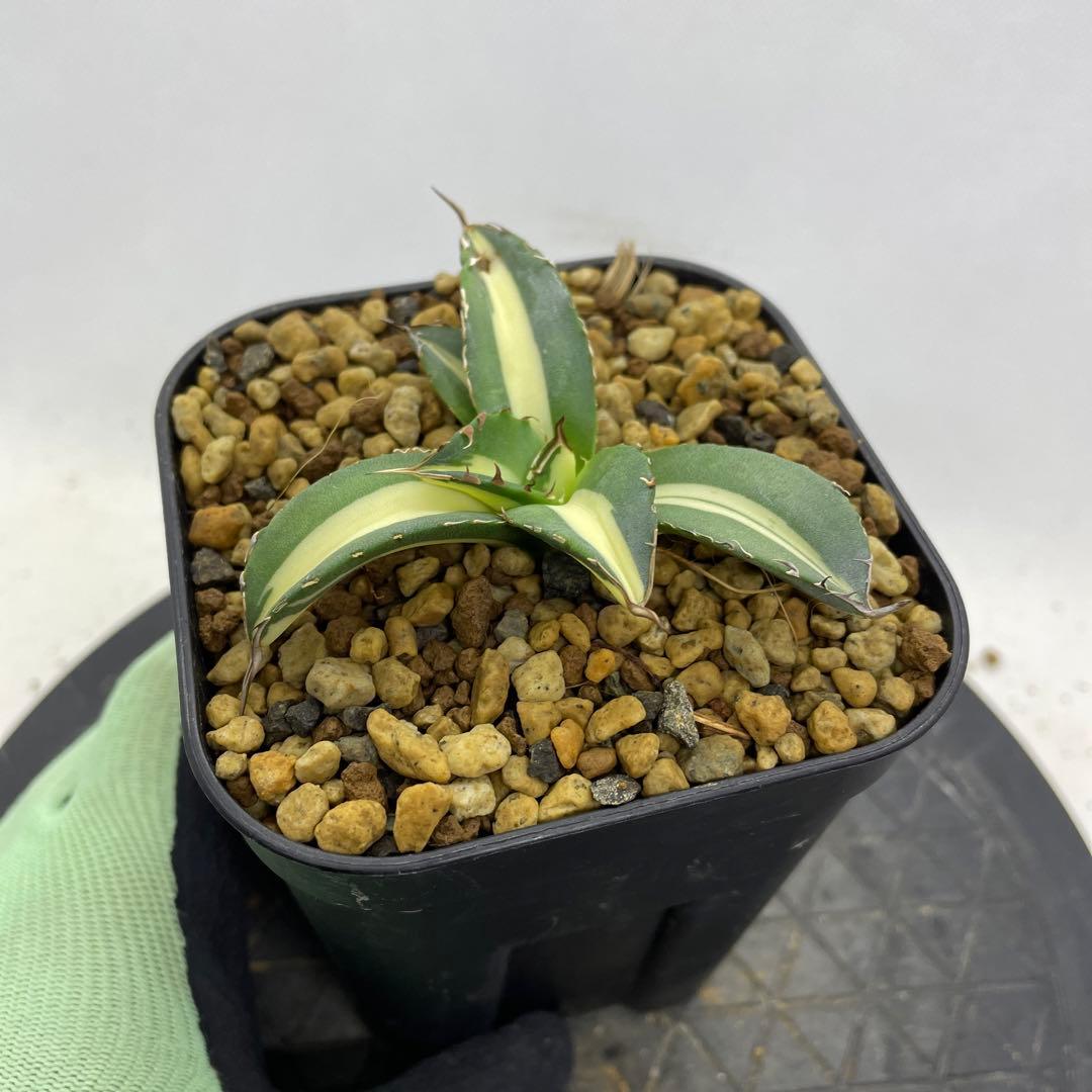 アガベ チタノタ Saber tooth tiger スナグルトゥース 中斑 - メルカリ