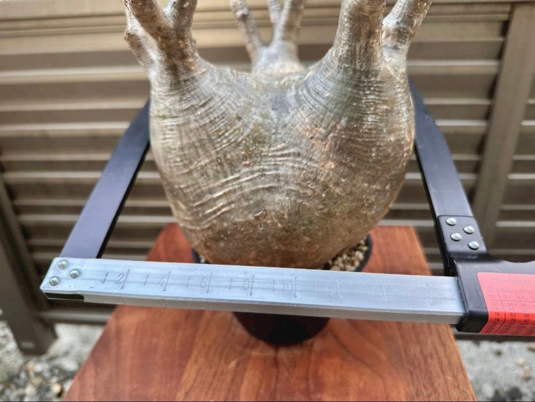 パキポディウム グラキリス 大株 塊根幅17cm強 良形