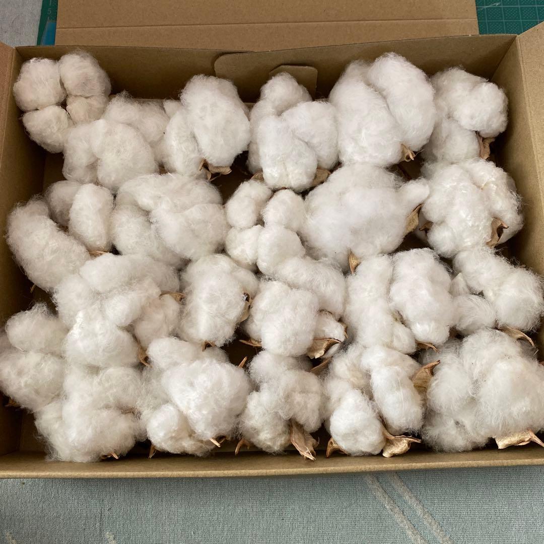 河内コレクション