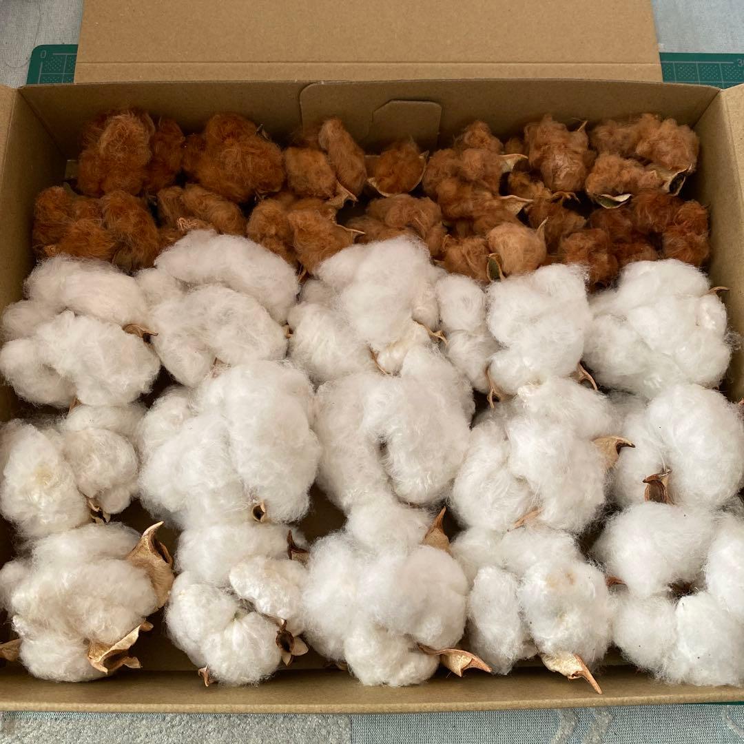 河内コレクション