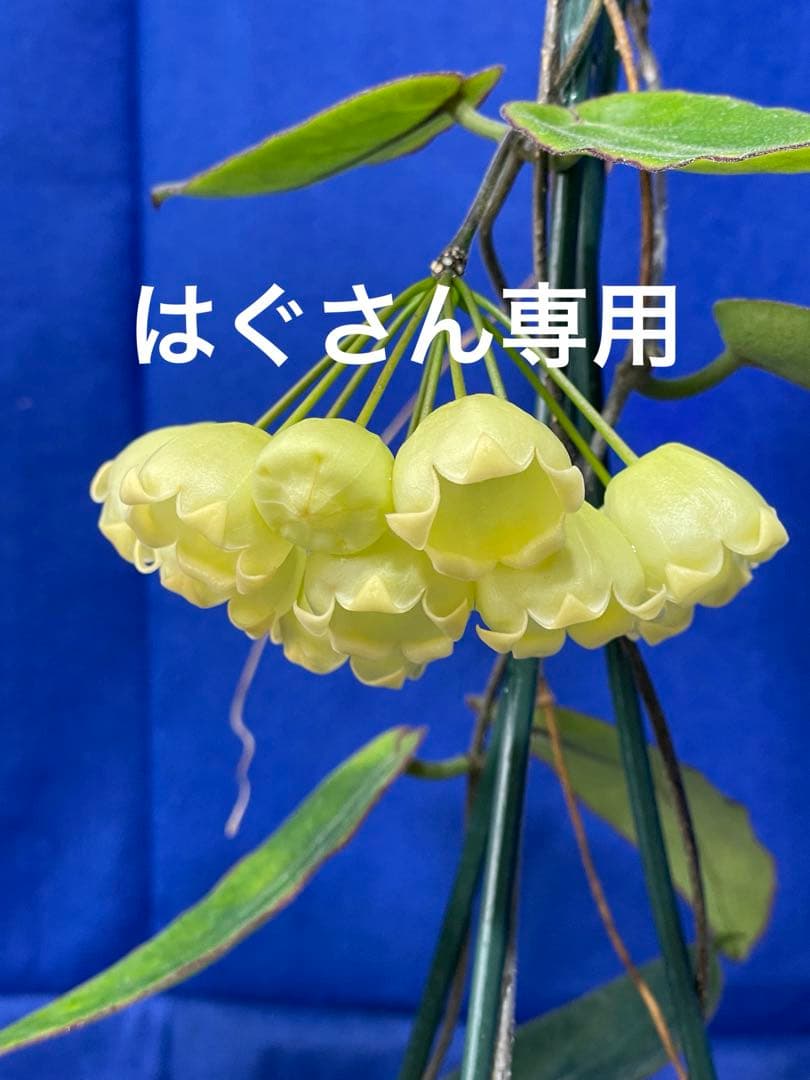 はぐさん専用 ＊Hoya ＊ ホヤ ＊ inflata