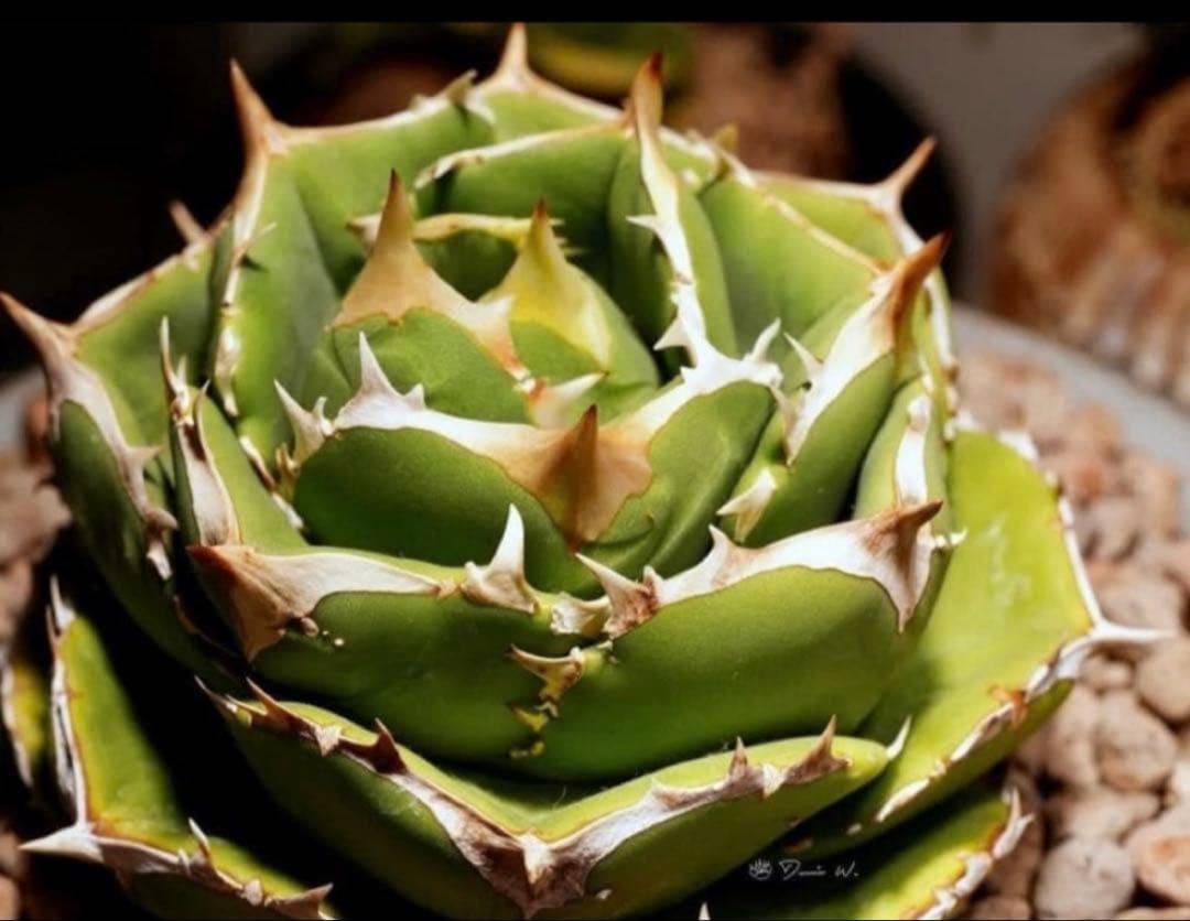 アガベ 達磨 dennis000 発根済み子株